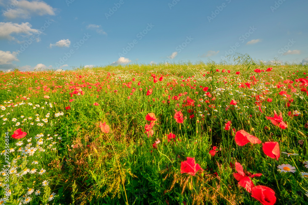 Poppies in grain, Agriculture, Poland around the city of Sztum
