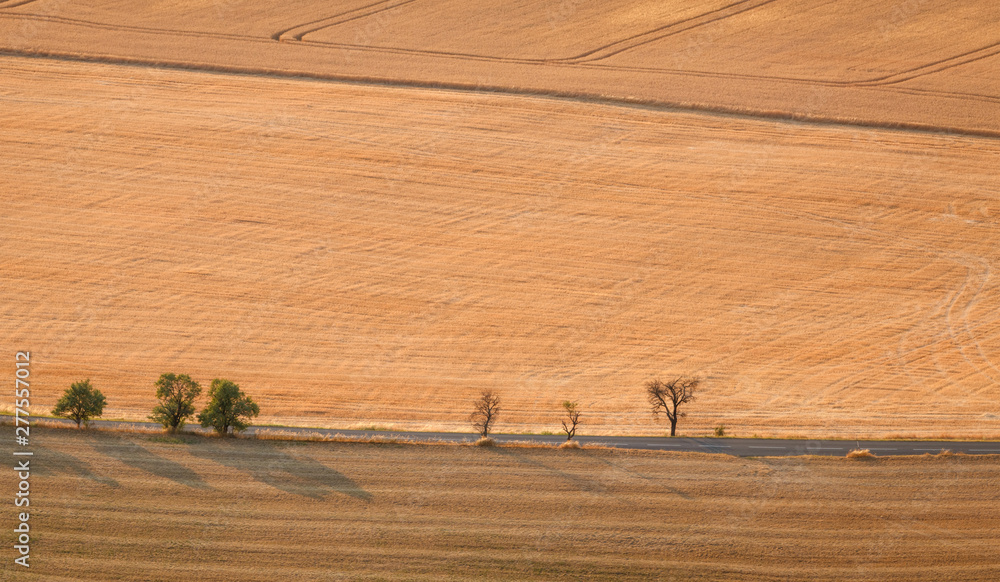 Agricultural summer. Natural Landscape In Brown And Yellow Colors of Ceske stredohori at the sunset, Czechia