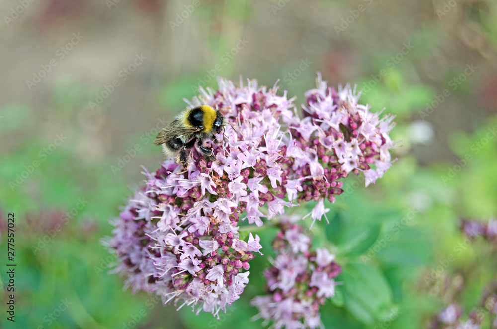 Origanum vulgare. Oregano in bloom and bumblebee Origanum vulgare. Oregano in bloom and bumblebee