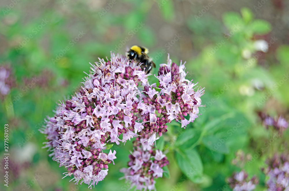 Origanum vulgare. Oregano in bloom and bumblebee Origanum vulgare. Oregano in bloom and bumblebee