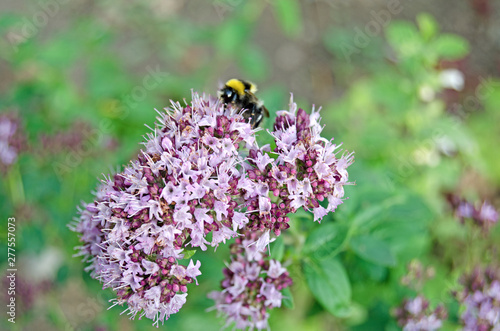 Origanum vulgare. Oregano in bloom and bumblebee