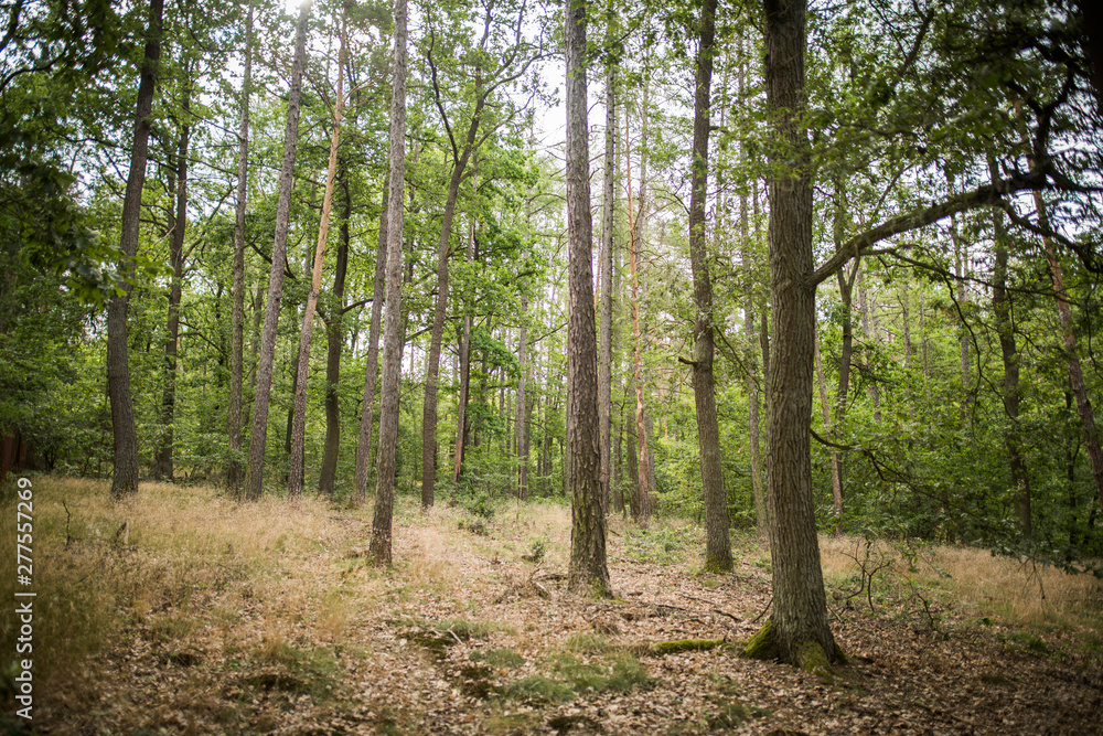 Obraz premium Zvole forest