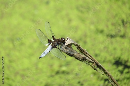 Dragonfly on pond background  closeup