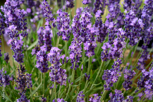 Lavender in full bloom  Poland