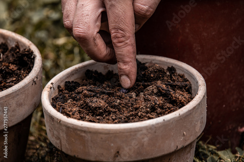 man hands planting a seed in a vase full of organic ferttilizer (horse manure). Organic gardening and farm life concepts