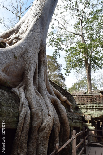 Ta Prohm which is a part of Angkor  Cambodia