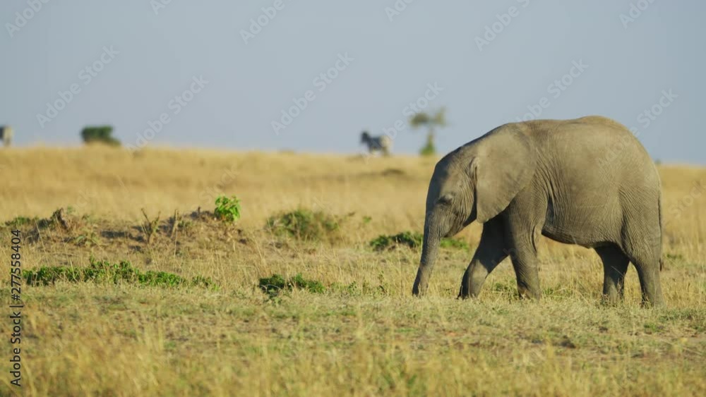 Elephant in grassland, Maasai Mara, Africa.