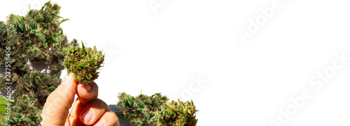 Cannabis Marihuana Weed Buds Banner format 