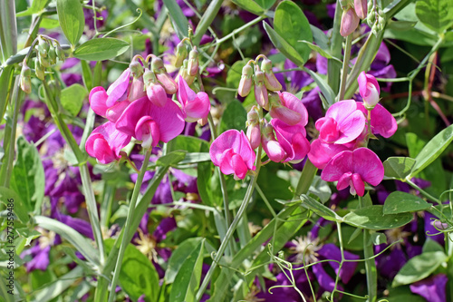 Wicken, Clematis photo