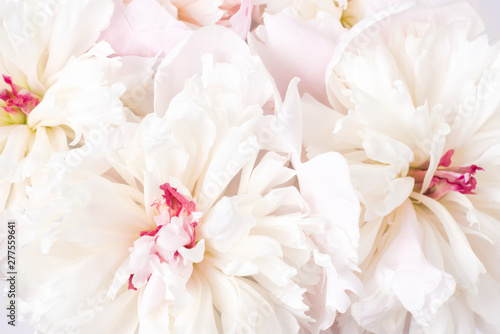 A lush bouquet of pink and white peonies. Natural floral background, close up. Valentines Day and wedding concept © Elena Abduramanova