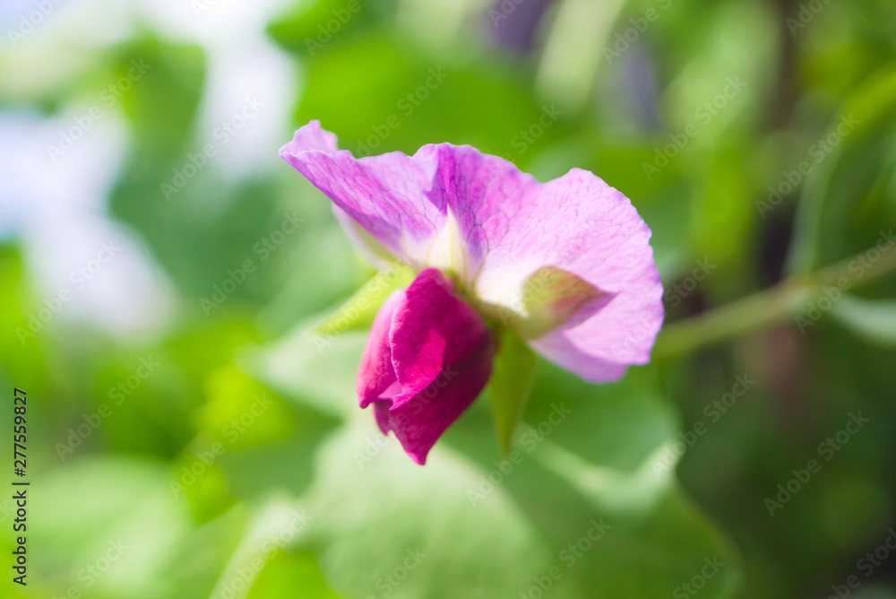 Pink flower of the pea (Pisum sativum) in the garden. Agriculture concept, cultivated legumes. Pink flower of the pea (Pisum sativum) in the garden. Agriculture concept, cultivated legumes.