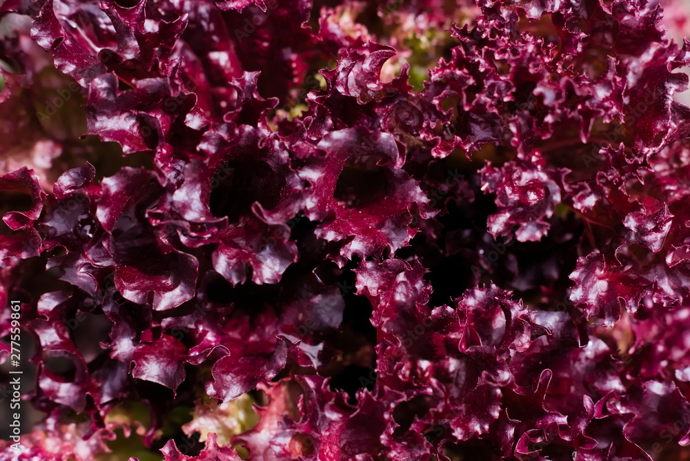 A bush of red leaf lettuce in the summer garden. Natural agricultural background, cultivated plant