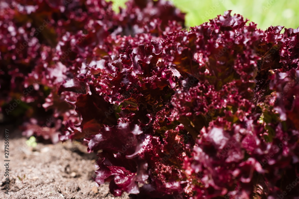 Fototapeta premium Row of bushes of red leaf lettuce in the summer garden. Natural agricultural background, cultivated plant
