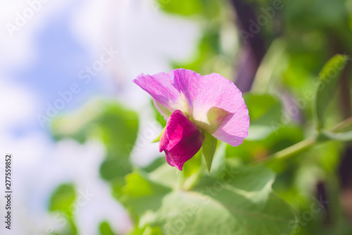Pink flower of the pea  Pisum sativum  in the garden. Agriculture concept  cultivated legumes.