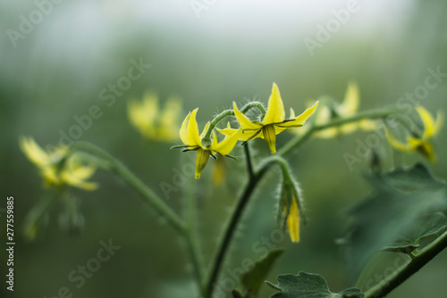 Yellow flowers of tomatoes in the greenhouse. Agricultural concept, cultivated plants.