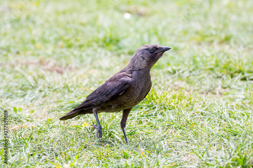 Young black raven on the grass in sunny weather_