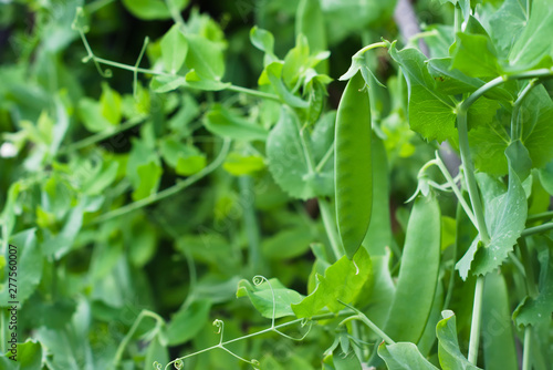 Green unripe peas  Pisum sativum  pod in a kitchen garden. Agricultural concept  farming season