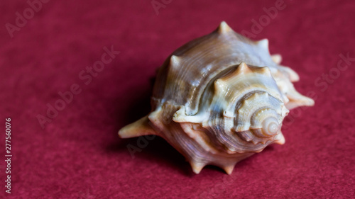 conch shell of ritual