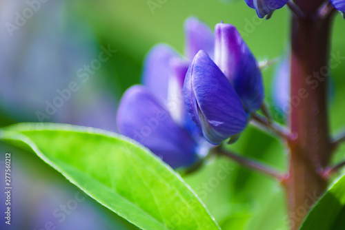 Blue Lupine Flowers (Lupinus). Natural floral background, spring and summer flowers
