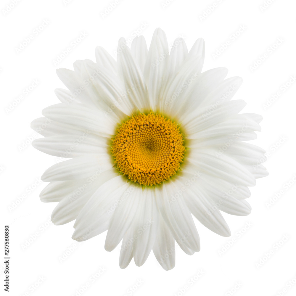 One daisy flower isolated on white background as package design element