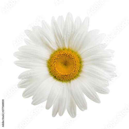 One daisy flower isolated on white background as package design element
