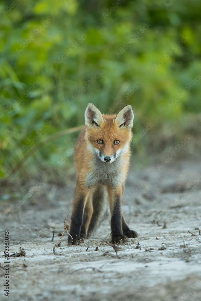 Young Red fox (Vulpes vulpes)