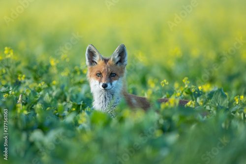 Young Red fox (Vulpes vulpes)