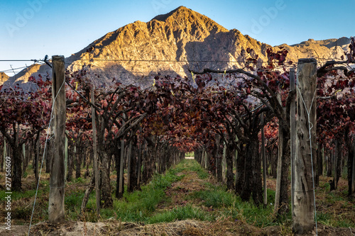 Vigne a Cafayate, Salta, Argentina