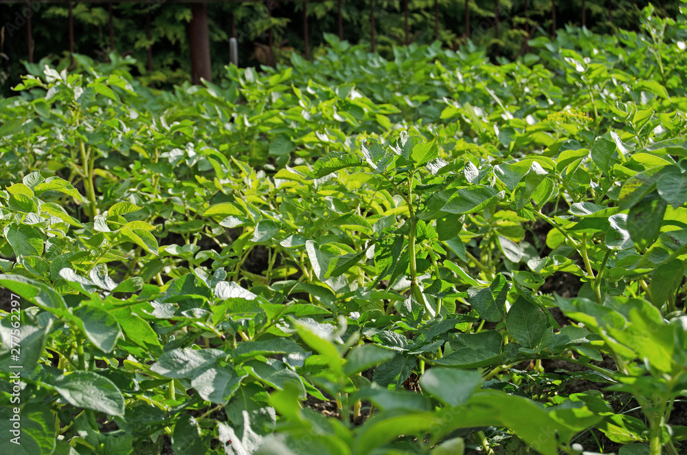 Rows of potatoes with tops in the garden Rows of potatoes with tops in the garden