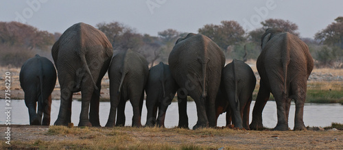 Photography Elephants