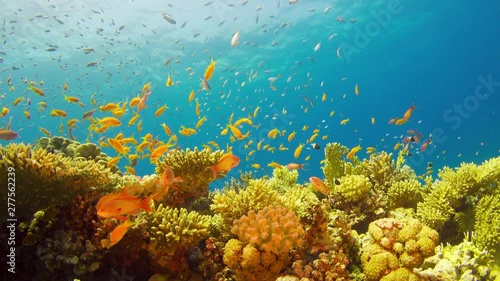 Tropical Fish on Vibrant Coral Reef