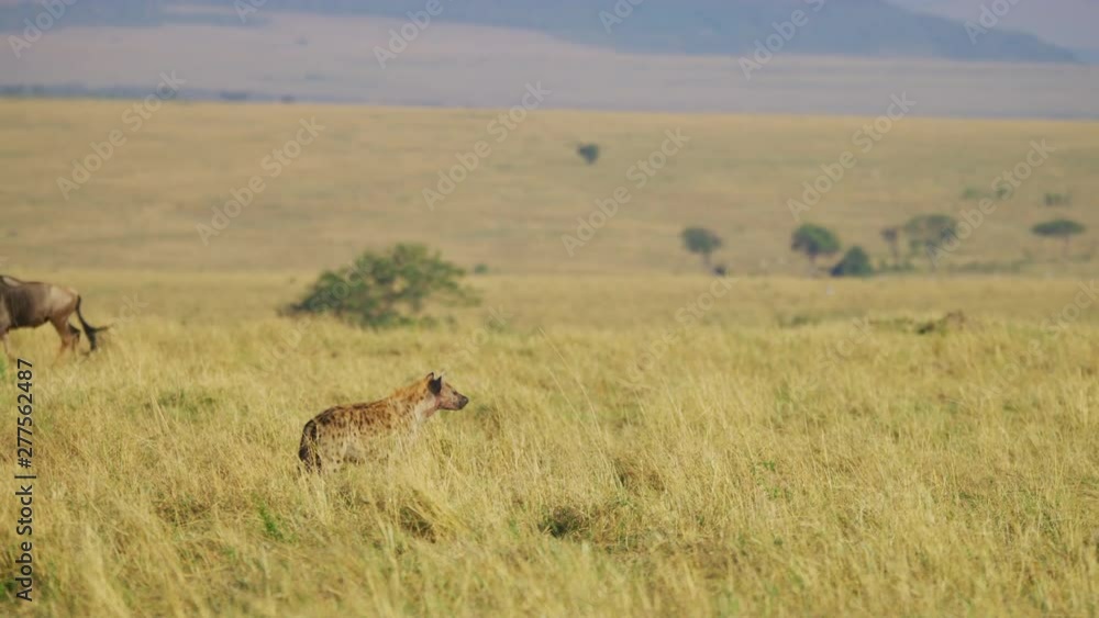 Hyena and gnus in Maasai Mara Hyena and gnus in Maasai Mara