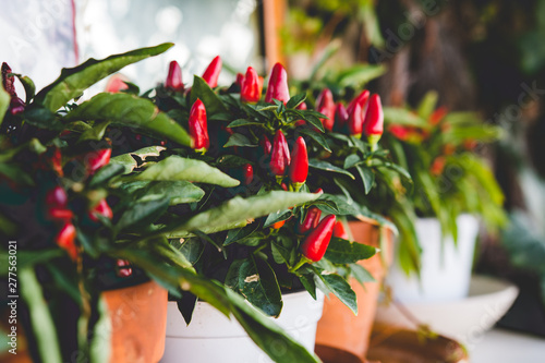 Peperoncino garganico a Vieste