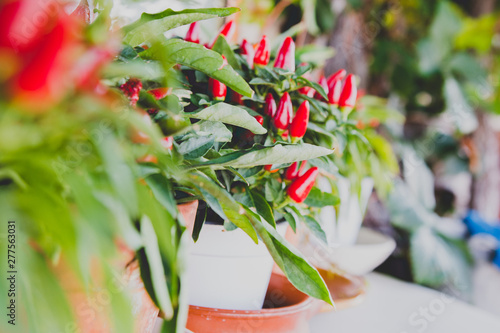 Peperoncino garganico a Vieste