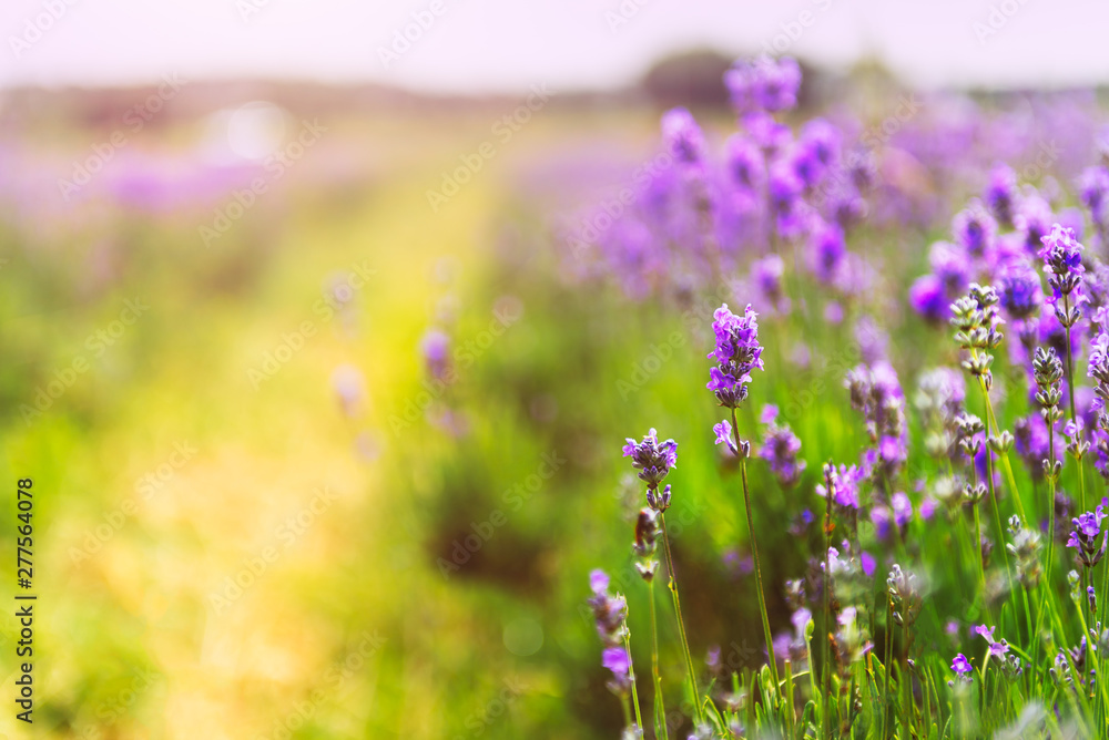 Naklejka premium Field of organic lavender flowers , summer concept, farm which produces lavender oil