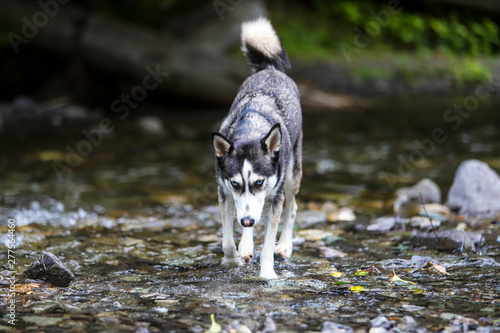 Husky Running Through River 