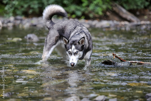 Husky In Water 