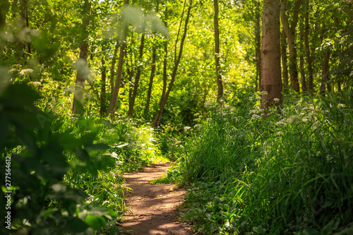 Forest Path. Beautiful summer landscape with a footpath among trees and bushes. Warm sunny weather. Walking in nature, outdoor activities and hiking. Perfect for background.