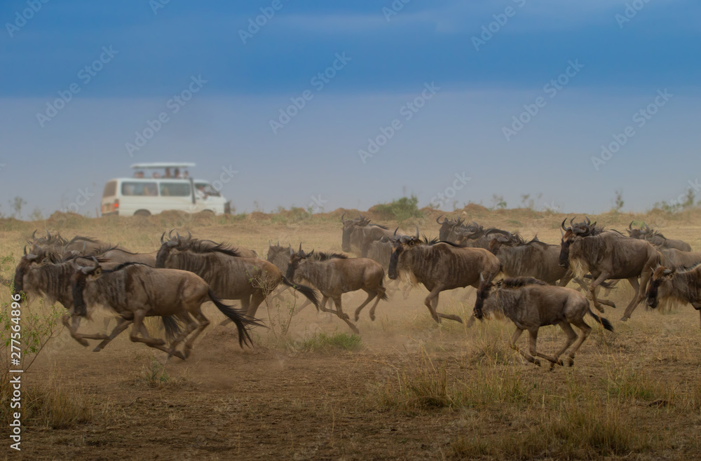 Obraz premium Great Wildebeest Migration in Kenya with Safari Vehicle and Tourists