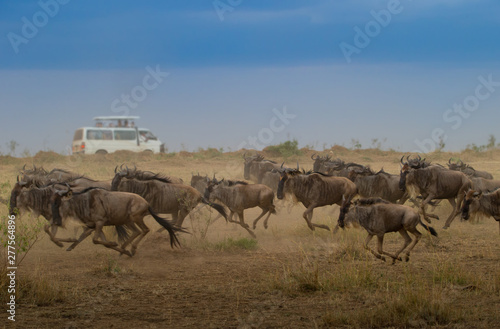 Great Wildebeest Migration in Kenya with Safari Vehicle and Tourists