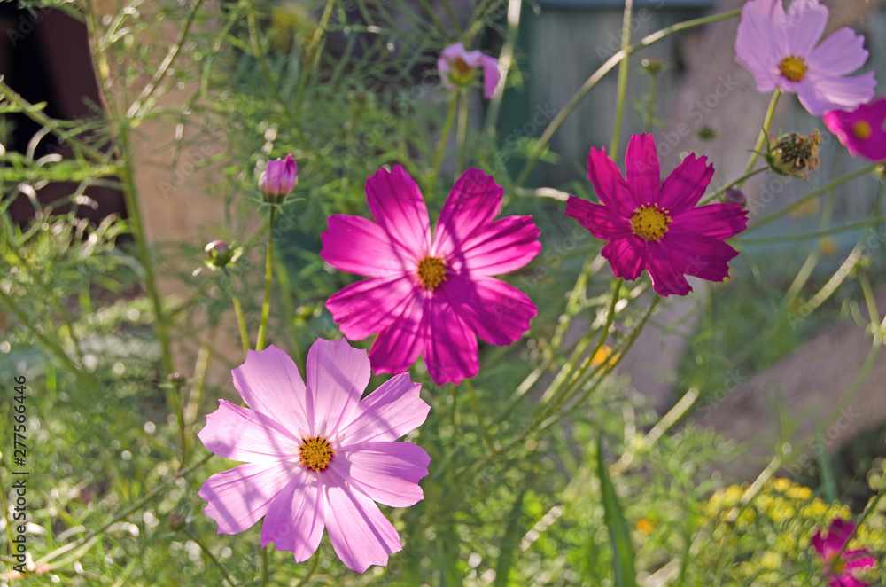 Cosmea garden. Summer flowers and greens Cosmea garden. Summer flowers and greens