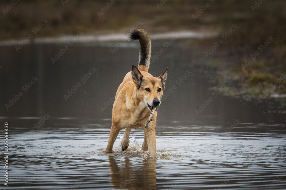 Front view at red mongrel dog standing standing in a puddle with a stick in his teeth Front view at red mongrel dog standing standing in a puddle with a stick in his teeth