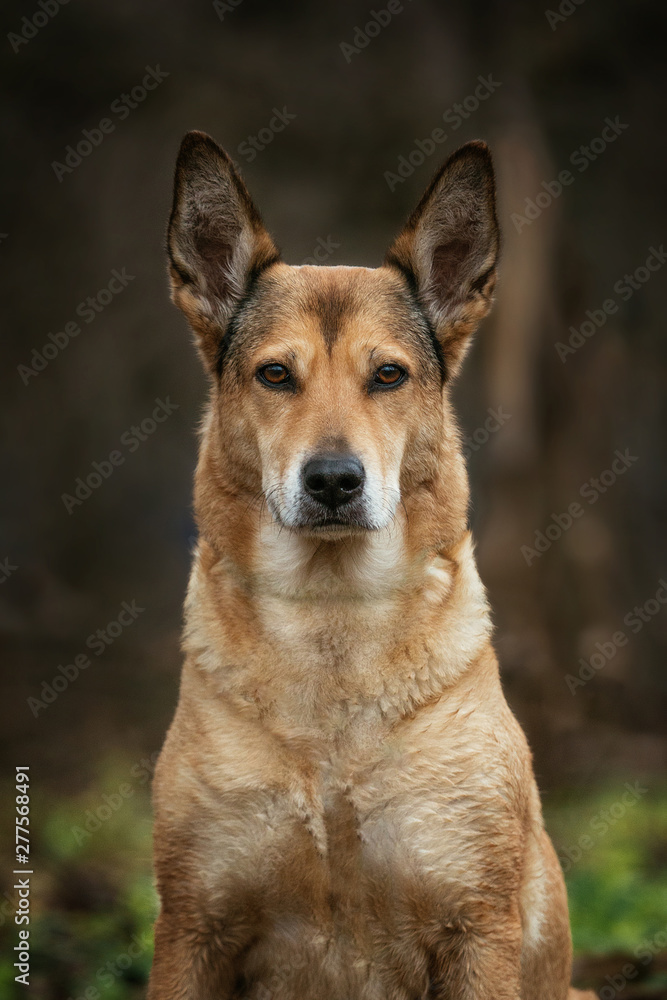 Front view at red mongrel dog sitting and looking at camera. Trees and grass background.