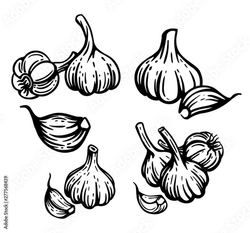 Garlic set. Hand drawn chopped garlic illustration.