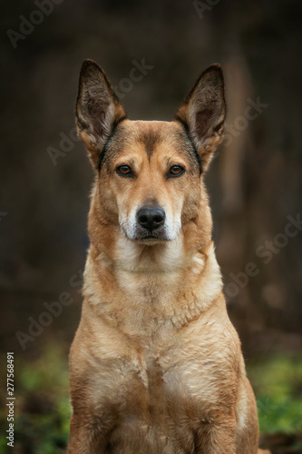 Front view at red mongrel dog sitting and looking at camera. Trees and grass background. © Alexandr