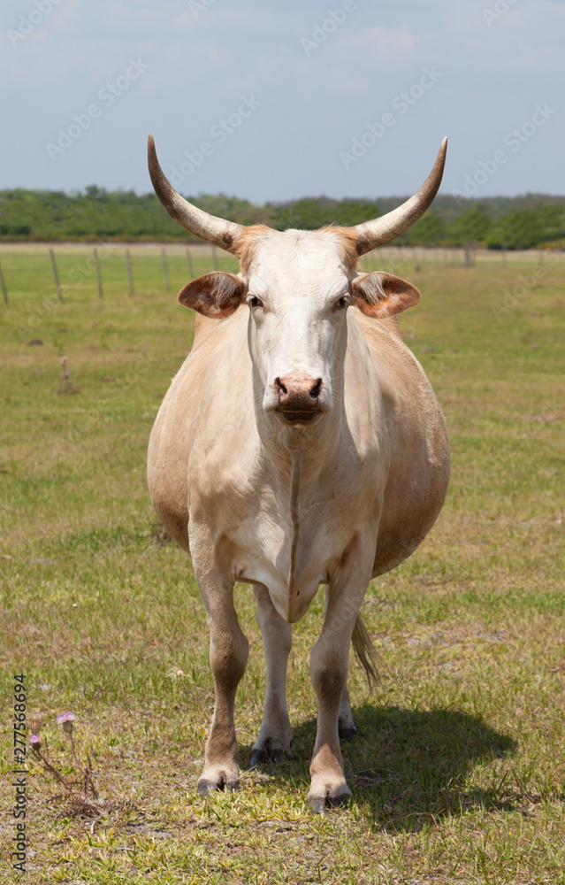 Florida cracker cow.