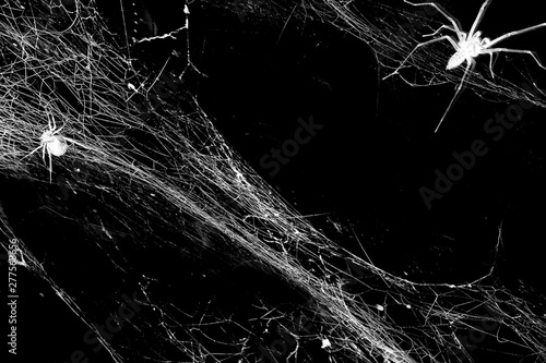 Spiderwebs isolated on black grunge background. Halloween party style