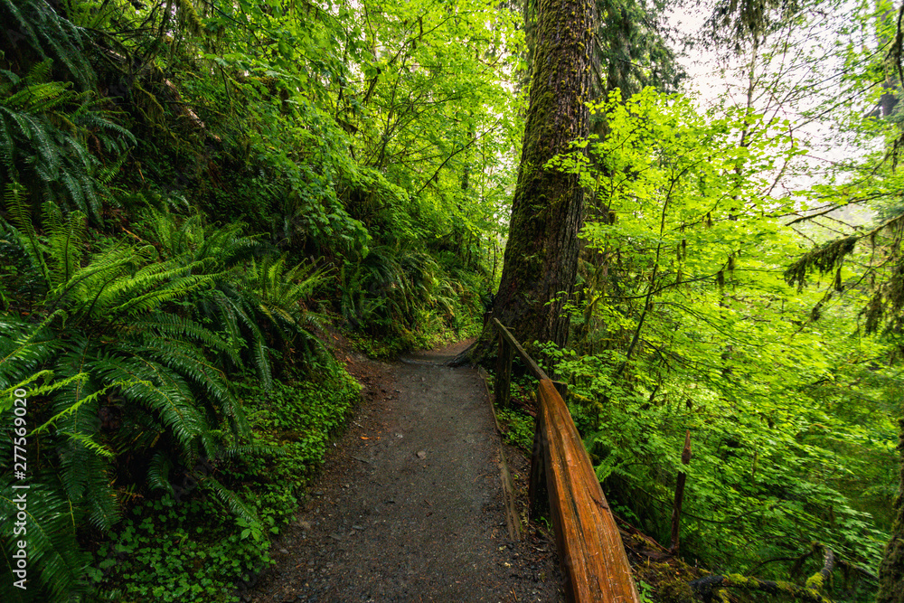 Hoh Rain Forest, Washington, United States of America, nature, landscape, background, wildlife, elk, tourism, Travel USA, North America, evergreen Hoh Rain Forest, Washington, United States of America, nature, landscape, background, wildlife, elk, tourism, Travel USA, North America, evergreen