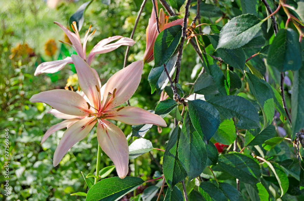 Obraz premium Garden flowers. Lily in bloom
