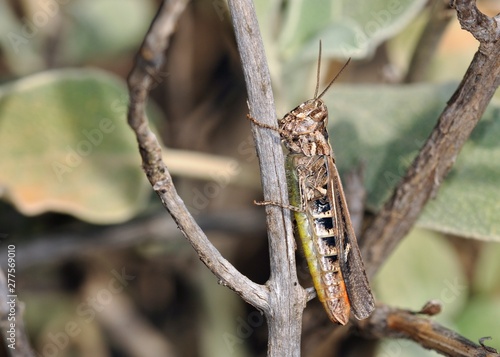 Chorthippus maritimus maritimus, an acridid grasshoppers, Crete